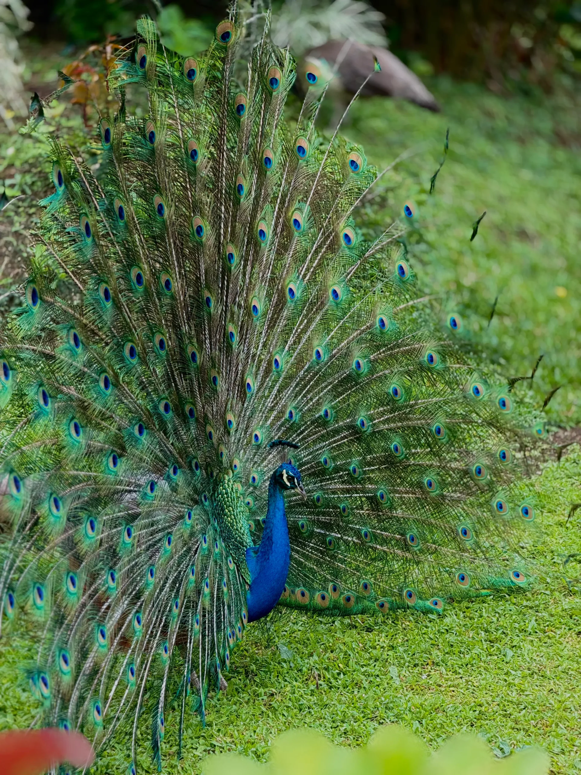 Pavo real con plumaje extendido en los jardines tropicales de Loma Real Hotel & Hot Springs en La Fortuna, Costa Rica.