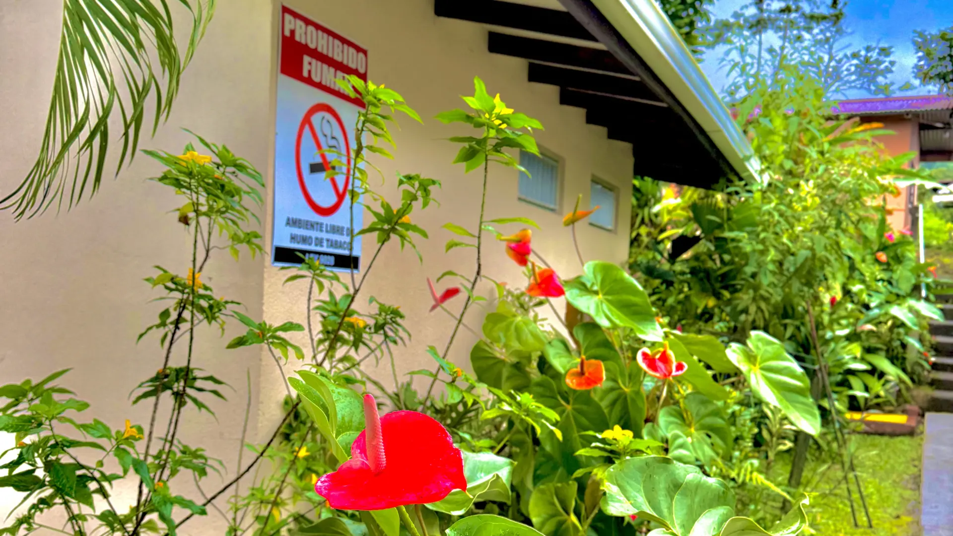Primer plano de flores de Anturio rojo y señal de prohibido fumar en el exterior de un edificio.