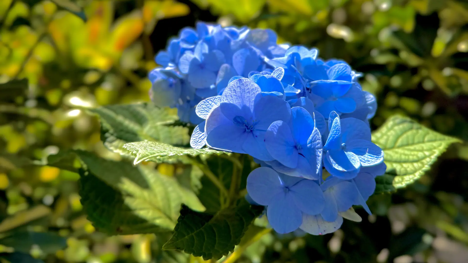 Ramo de flores de hortensia azul brillante en primer plano con fondo verde desenfocado.