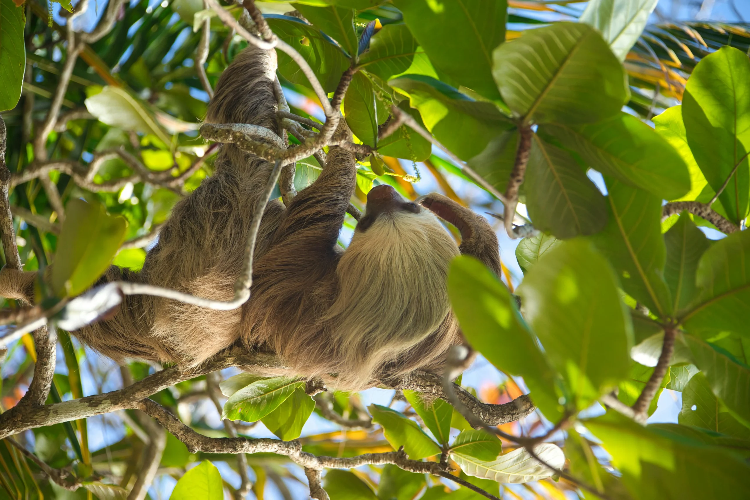 Un perezoso de tres dedos se relaja en la copa de un árbol en la selva tropical de La Fortuna, Costa Rica.