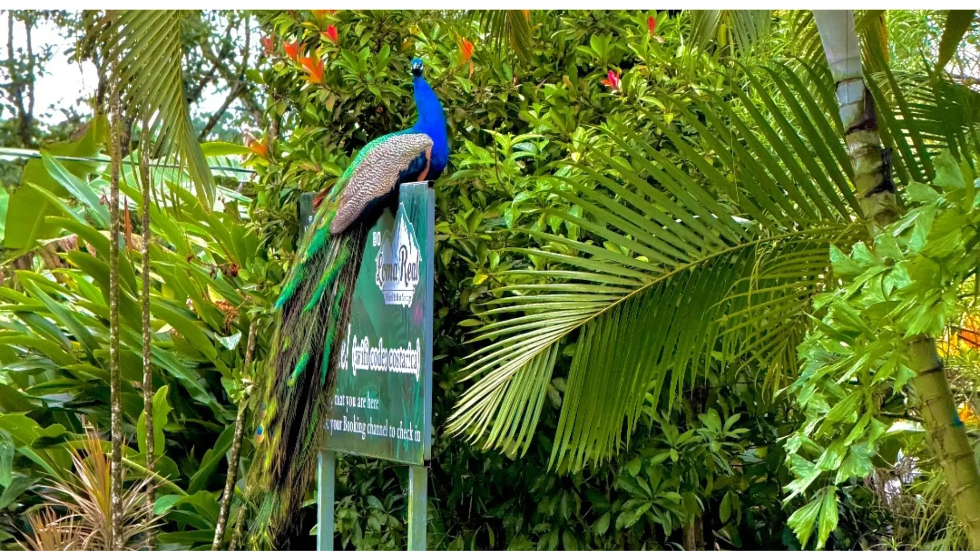 Pavo real azul posado sobre el rótulo de contacto de Loma Real Hotel & Hot Springs rodeado de flora tropical.